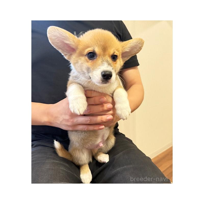 販売中の愛知県のウェルシュコーギーカーディガン-423139の1枚目