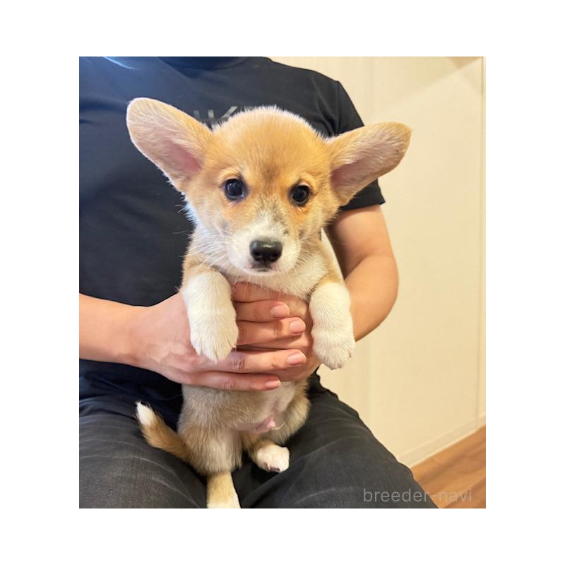 販売中の愛知県のウェルシュコーギーカーディガン-423139の6枚目