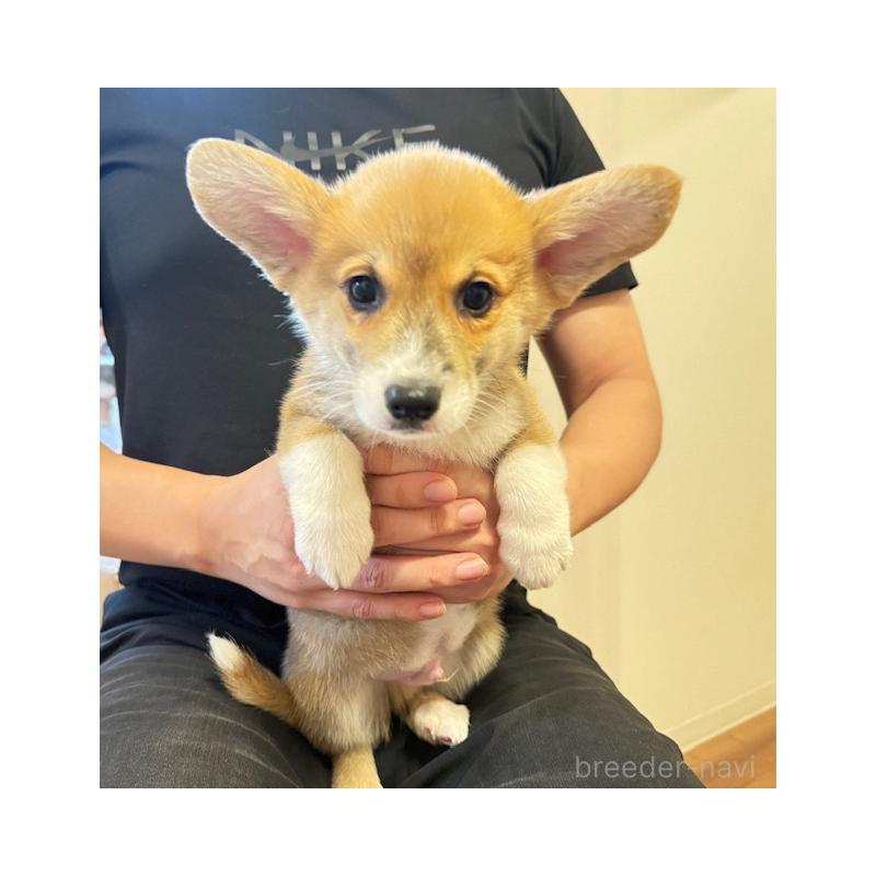 販売中の愛知県のウェルシュコーギーカーディガン-423139の7枚目