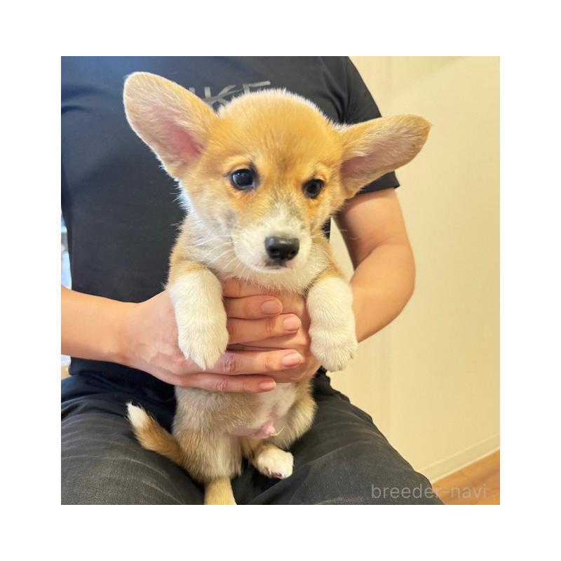 販売中の愛知県のウェルシュコーギーカーディガン-423139の5枚目