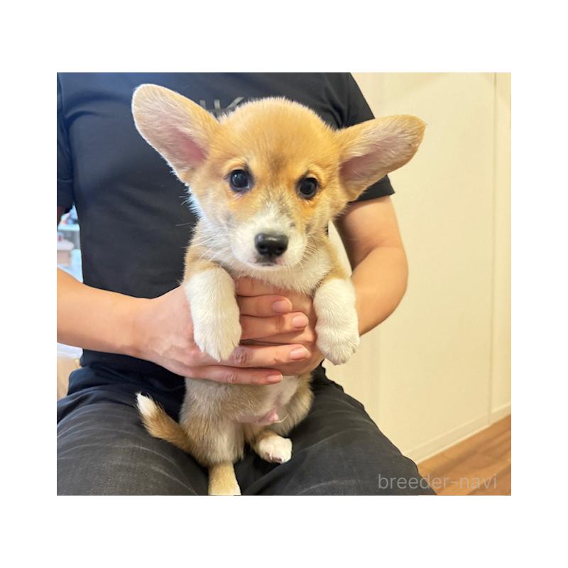 販売中の愛知県のウェルシュコーギーカーディガン-423139の4枚目