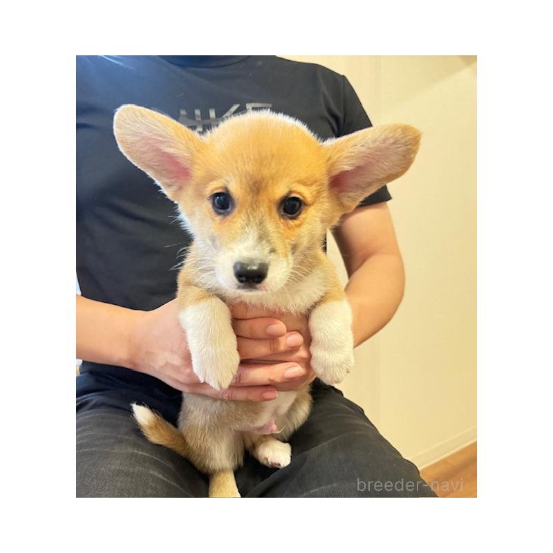 販売中の愛知県のウェルシュコーギーカーディガン-423139の2枚目