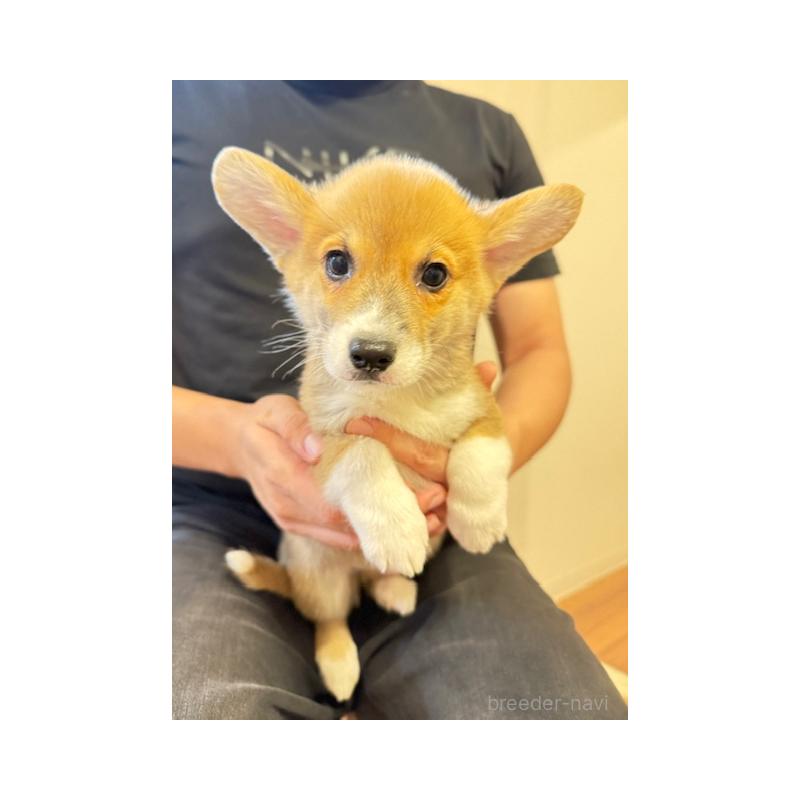 販売中の愛知県のウェルシュコーギーカーディガン-423139の3枚目