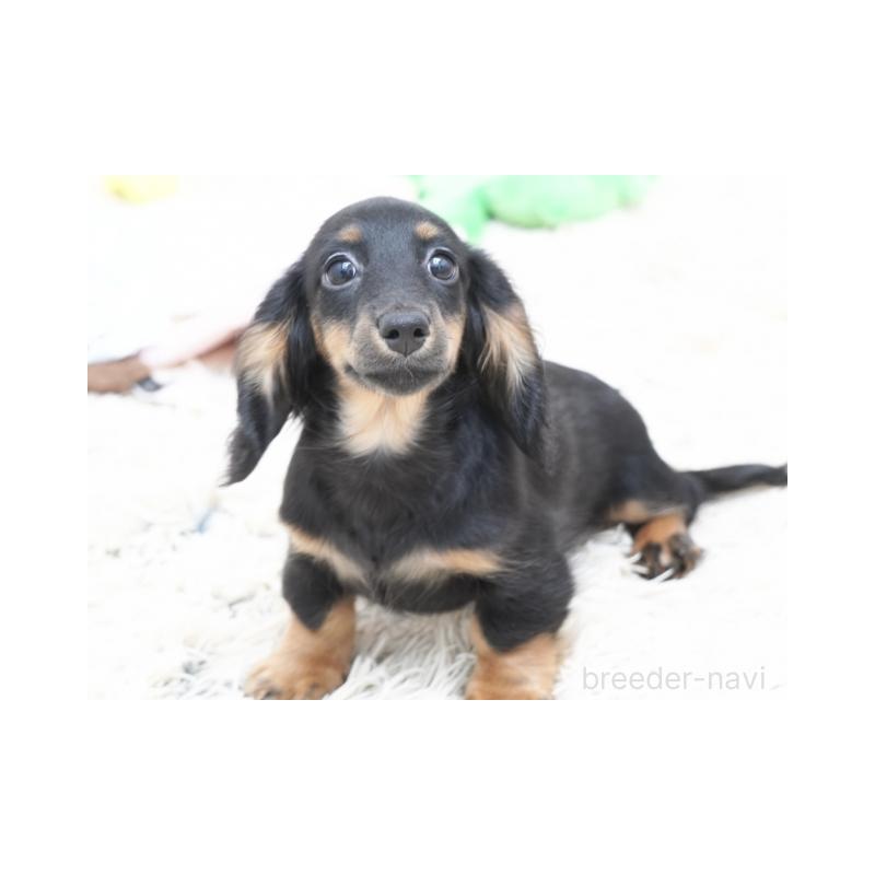 販売中の兵庫県のミニチュアダックスフンド(ロングヘアード)-400874の3枚目