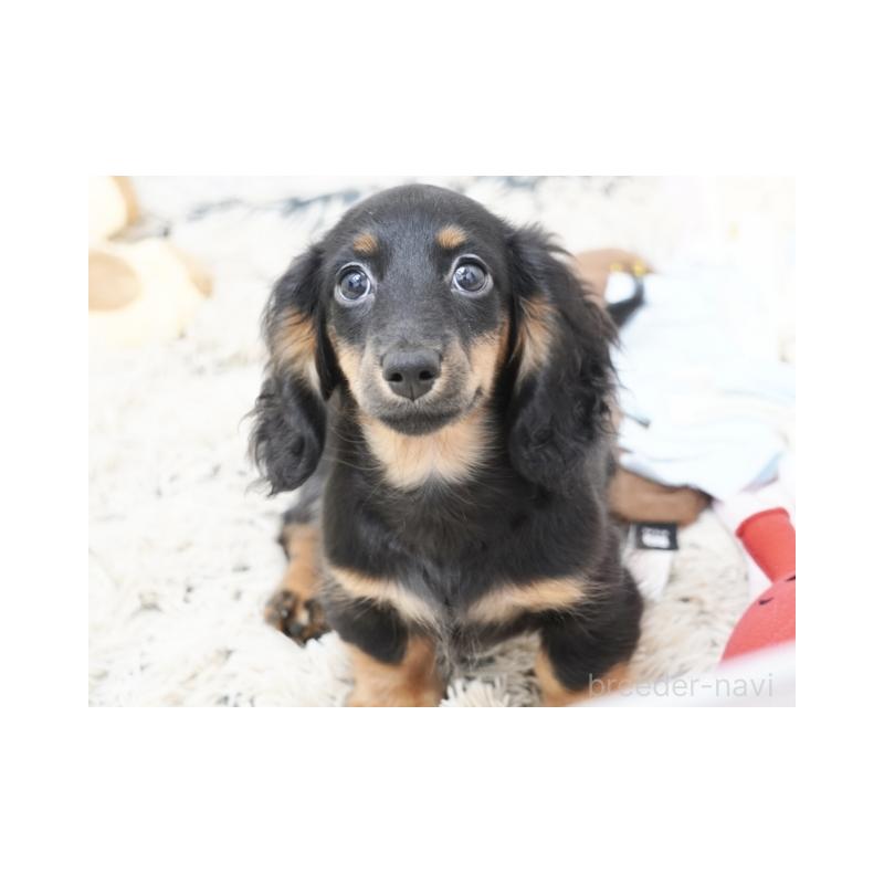 販売中の兵庫県のミニチュアダックスフンド(ロングヘアード)-400874の2枚目