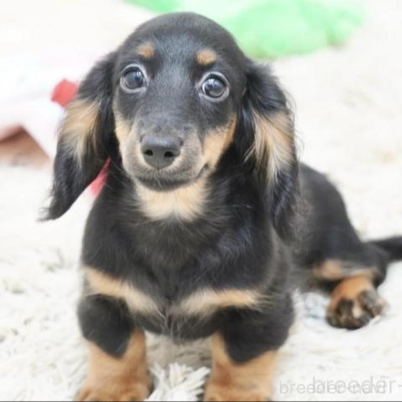 販売中の兵庫県のミニチュアダックスフンド(ロングヘアード)-400874の1枚目