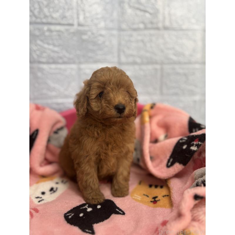 販売中の広島県のタイニープードル-423166の3枚目