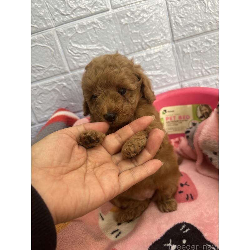 販売中の広島県のタイニープードル-423166の2枚目