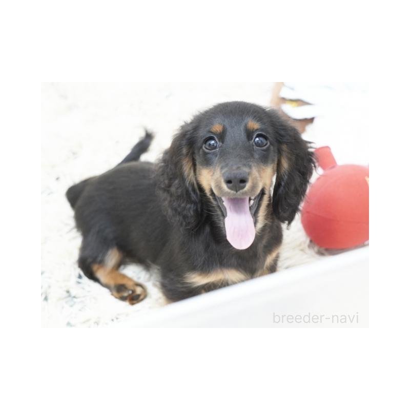 販売中の兵庫県のミニチュアダックスフンド(ロングヘアード)-400870の3枚目