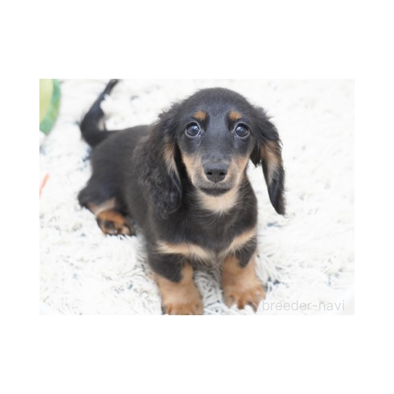 販売中の兵庫県のミニチュアダックスフンド(ロングヘアード)-400870の2枚目