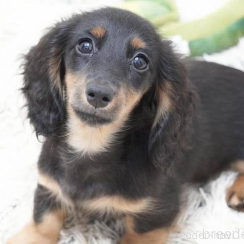 販売中の兵庫県のミニチュアダックスフンド(ロングヘアード)-400870の1枚目