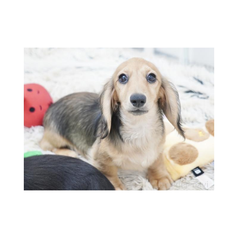 販売中の兵庫県のミニチュアダックスフンド(ロングヘアード)-394751の3枚目