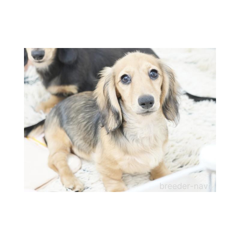 販売中の兵庫県のミニチュアダックスフンド(ロングヘアード)-394751の2枚目