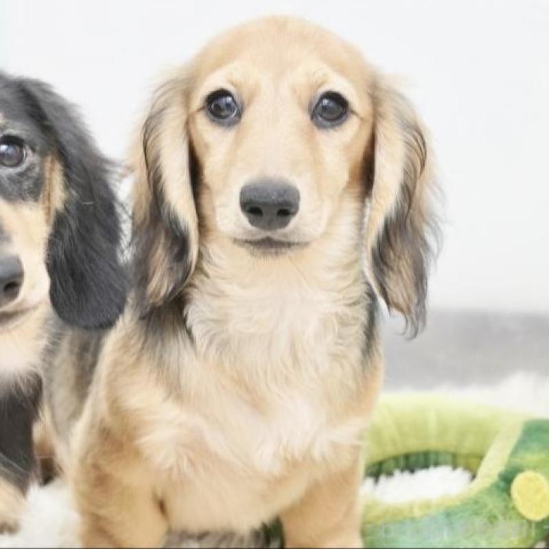 販売中の兵庫県のミニチュアダックスフンド(ロングヘアード)-394751の1枚目