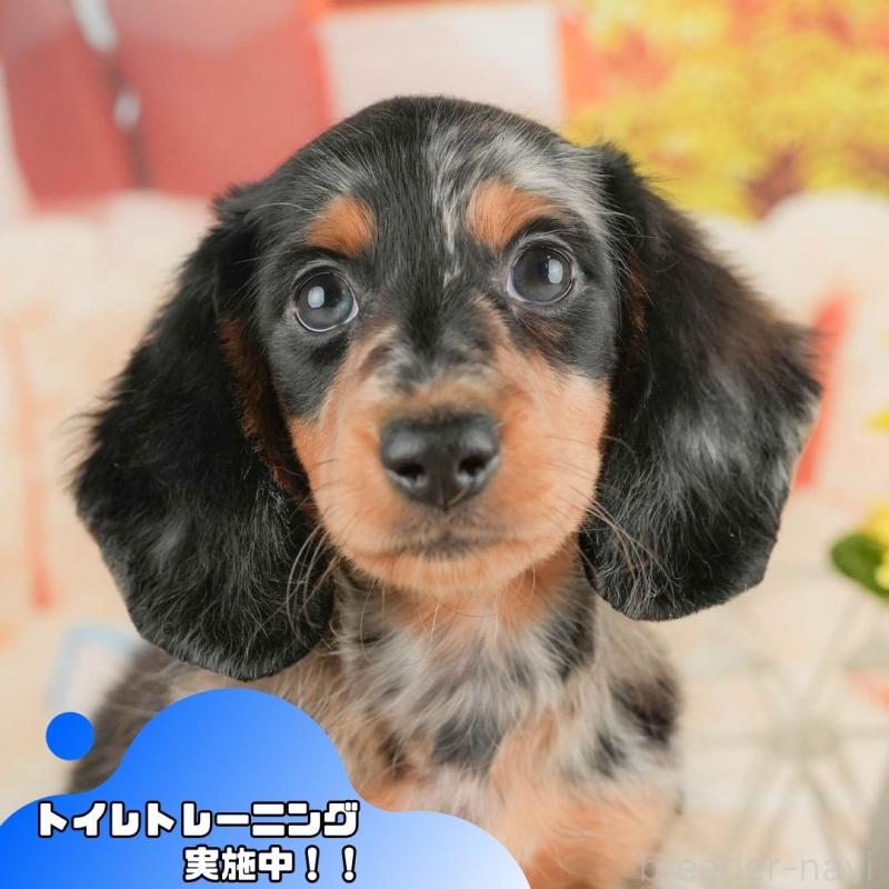 販売中の静岡県のミニチュアダックスフンド(ロングヘアード)-423131