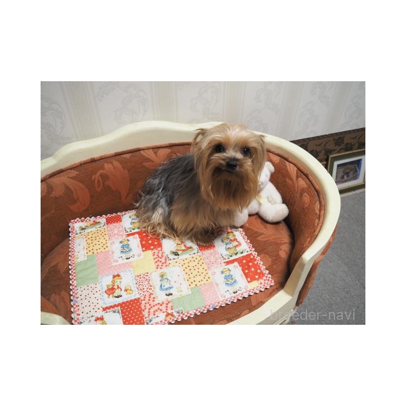 商談中の奈良県のヨークシャーテリア-409871の5枚目