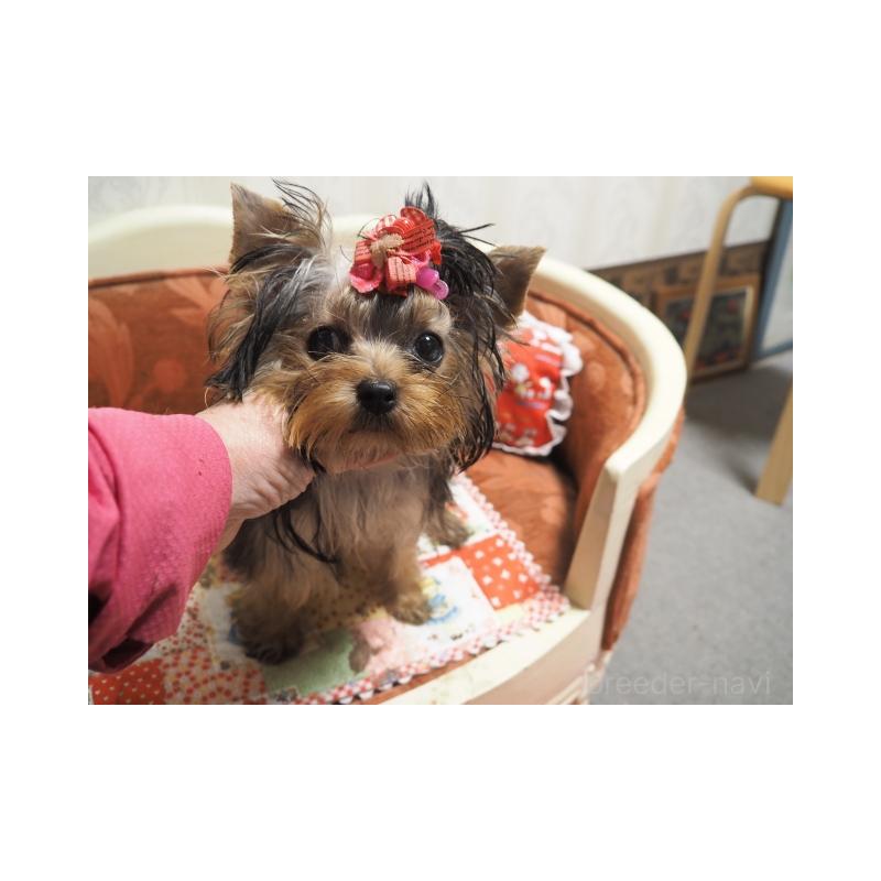 商談中の奈良県のヨークシャーテリア-409871の4枚目