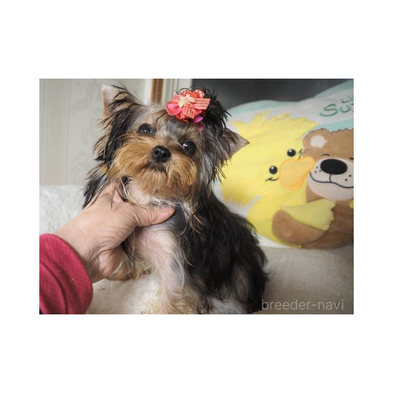 商談中の奈良県のヨークシャーテリア-409871の3枚目