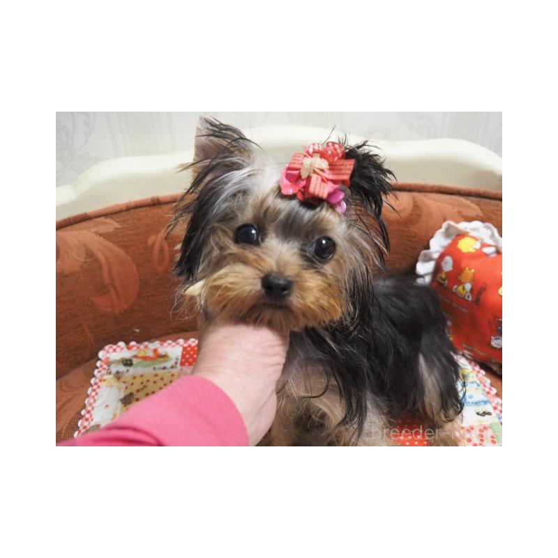 商談中の奈良県のヨークシャーテリア-409871の2枚目