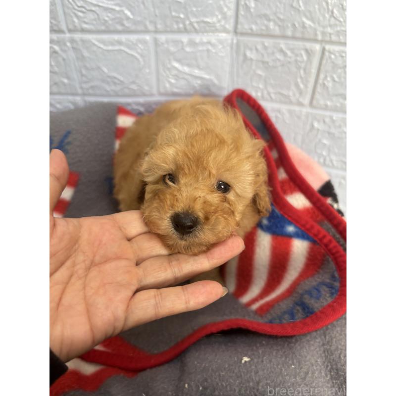 販売中の広島県のタイニープードル-423167の4枚目