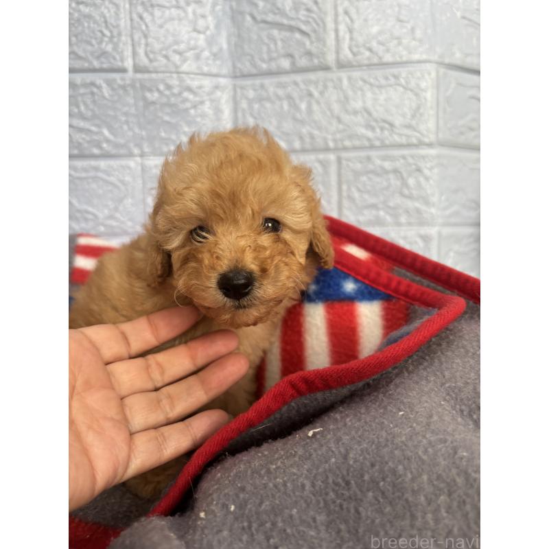 販売中の広島県のタイニープードル-423167の3枚目