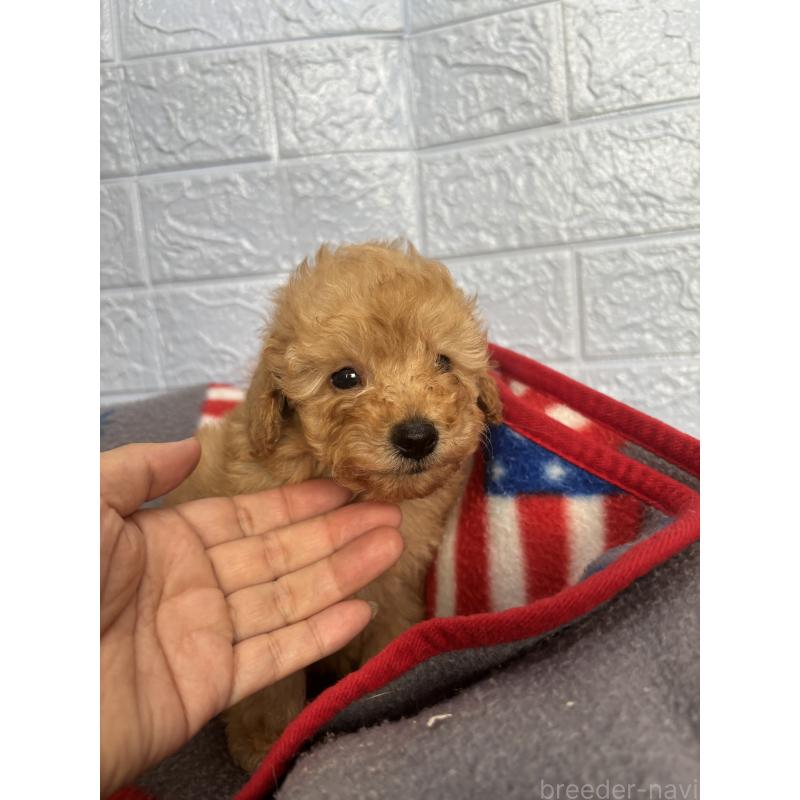 販売中の広島県のタイニープードル-423167の2枚目