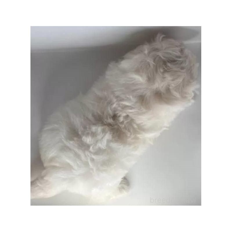 販売中の福島県のマルチーズ-423162の5枚目