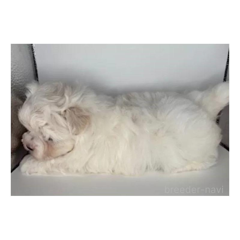 販売中の福島県のマルチーズ-423162の4枚目