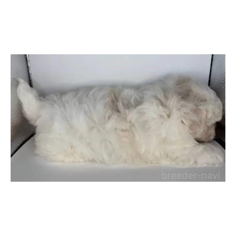 販売中の福島県のマルチーズ-423162の3枚目