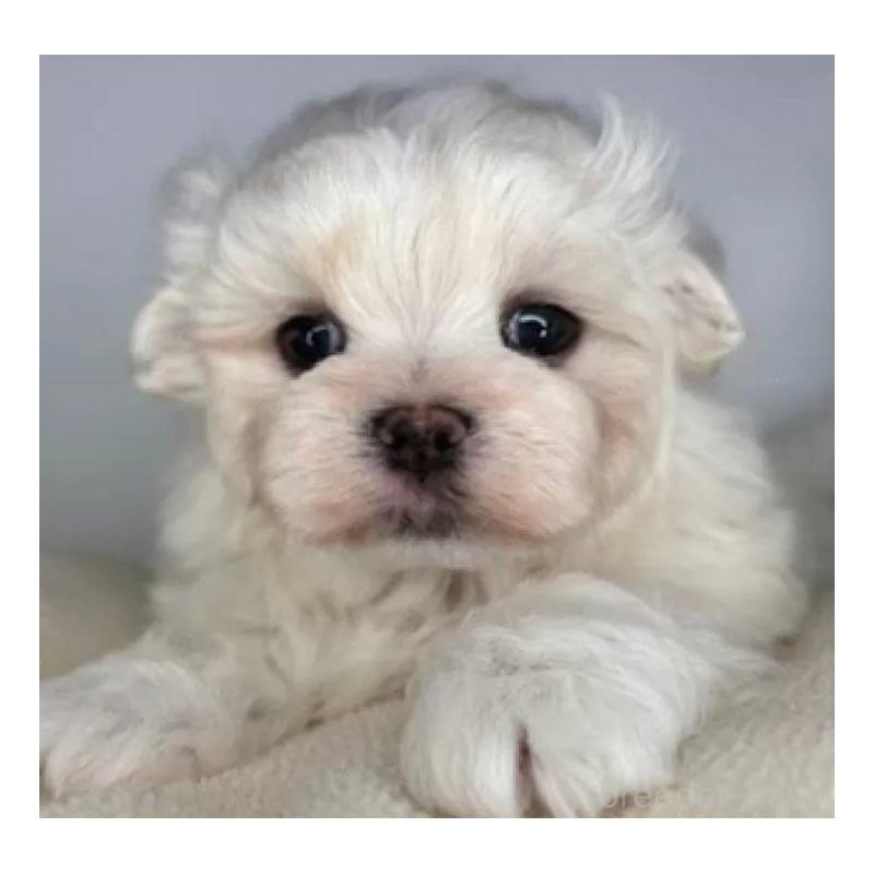 販売中の福島県のマルチーズ-423162の2枚目