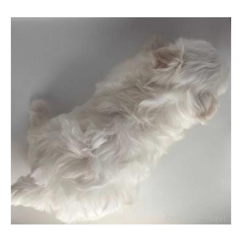 販売中の福島県のマルチーズ-423161の5枚目