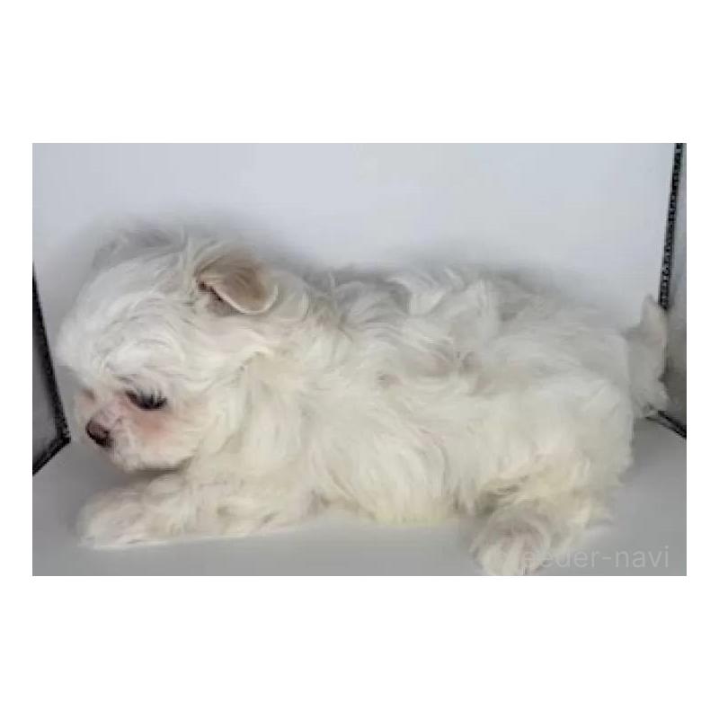 販売中の福島県のマルチーズ-423161の4枚目