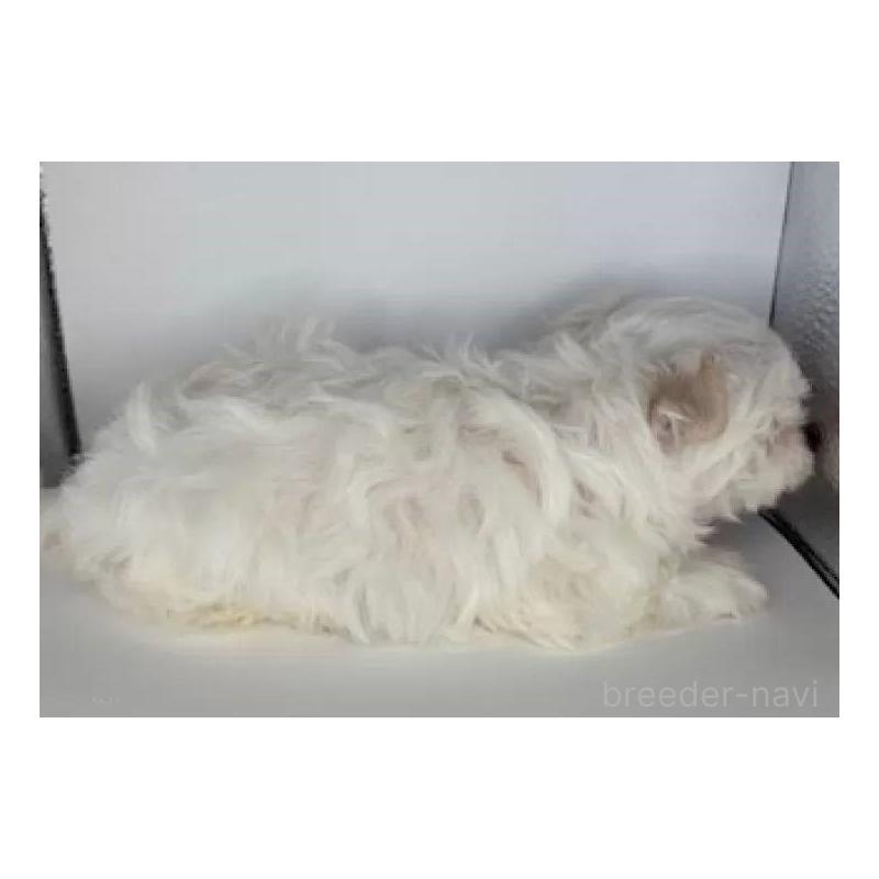 販売中の福島県のマルチーズ-423161の3枚目