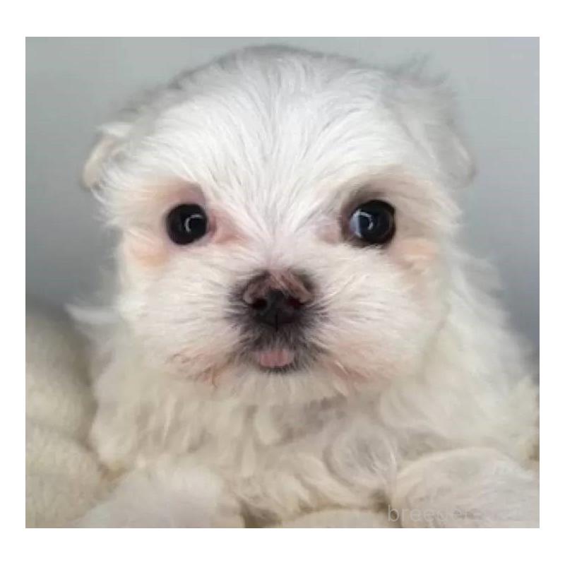 販売中の福島県のマルチーズ-423161の2枚目