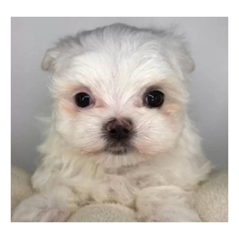 販売中の福島県のマルチーズ-423161の1枚目