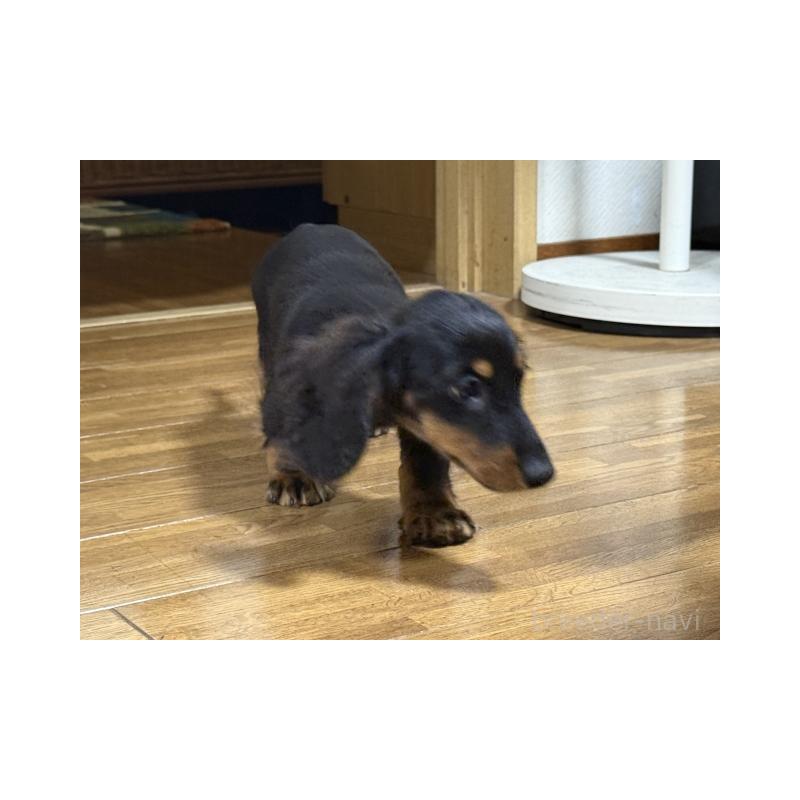 販売中の千葉県のカニンヘンダックスフンド(ロングヘアード)-404575の2枚目