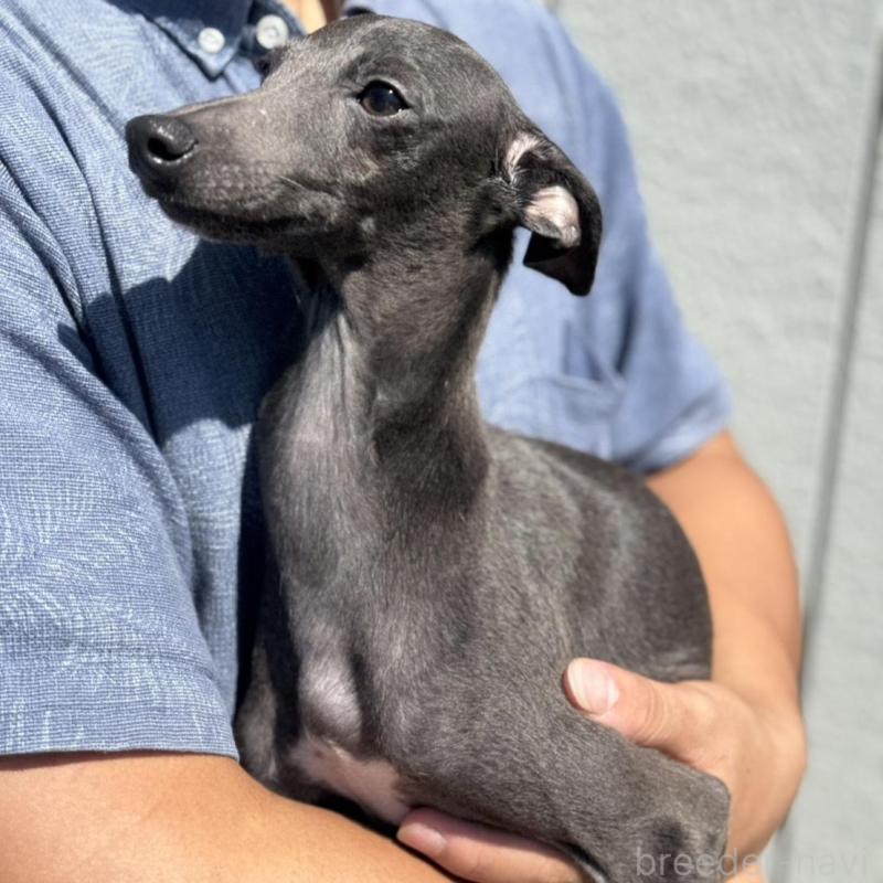 販売中の神奈川県のイタリアングレーハウンド(イタグレ)-423168