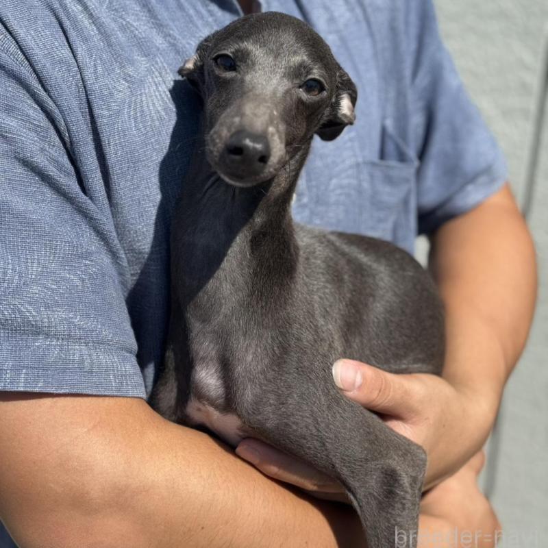 販売中の神奈川県のイタリアングレーハウンド(イタグレ)-423168の3枚目