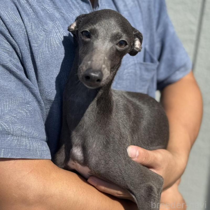 販売中の神奈川県のイタリアングレーハウンド(イタグレ)-423168の2枚目