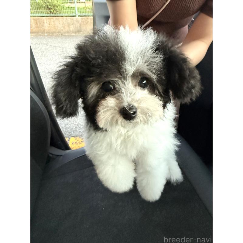 販売中の大阪府のタイニープードル-414032の3枚目