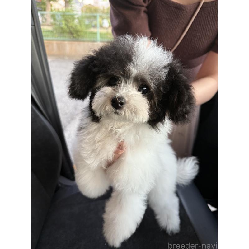販売中の大阪府のタイニープードル-414032の2枚目