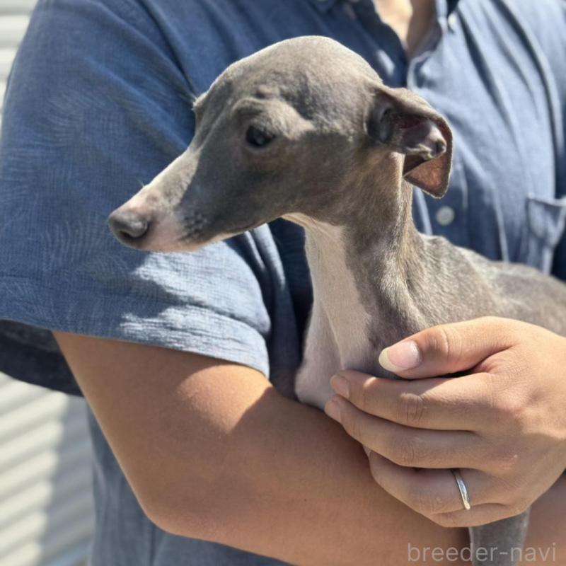 販売中の神奈川県のイタリアングレーハウンド(イタグレ)-423169の4枚目