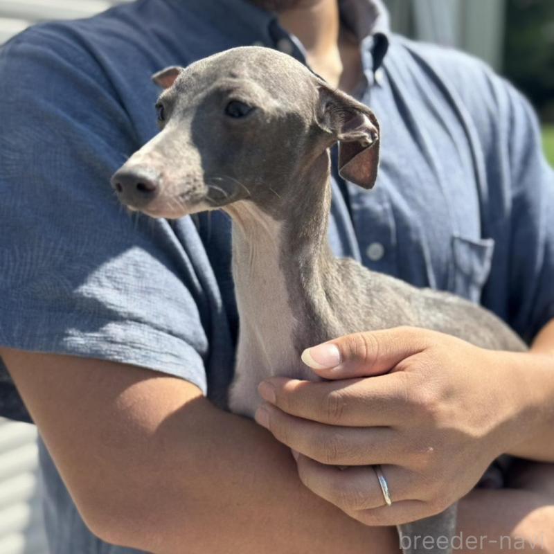 販売中の神奈川県のイタリアングレーハウンド(イタグレ)-423169