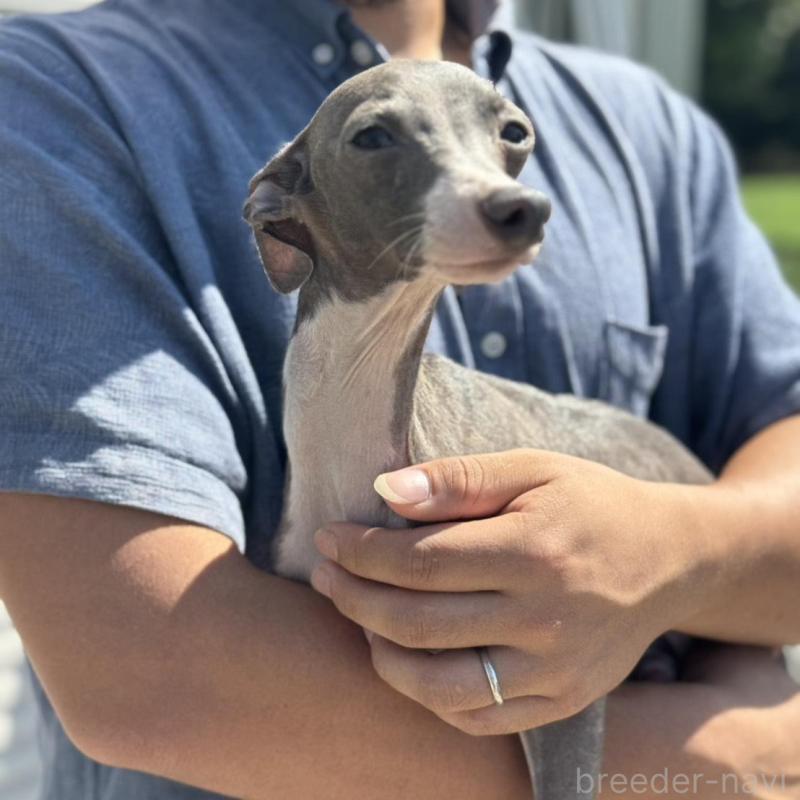 販売中の神奈川県のイタリアングレーハウンド(イタグレ)-423169の3枚目