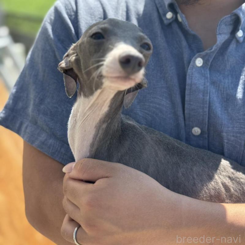 販売中の神奈川県のイタリアングレーハウンド(イタグレ)-423169の2枚目