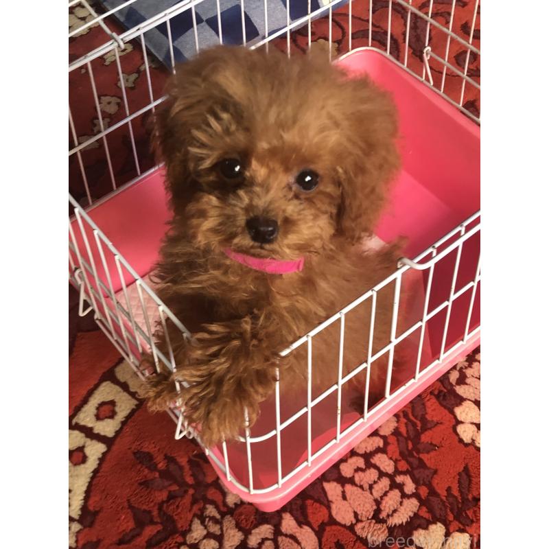 販売中の兵庫県のトイプードル-413440の12枚目