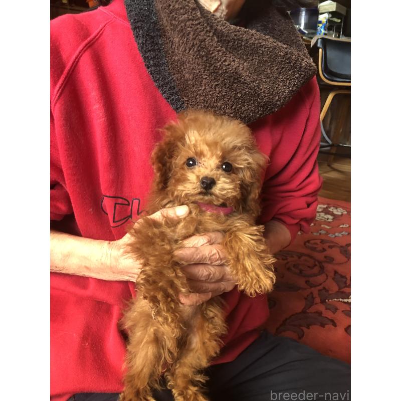 販売中の兵庫県のトイプードル-413440の11枚目