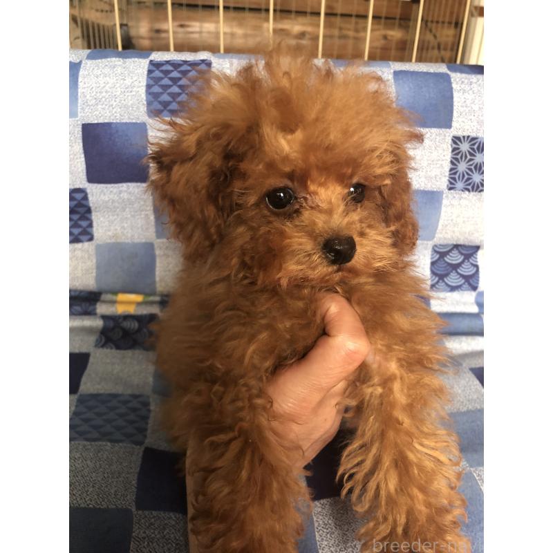 販売中の兵庫県のトイプードル-413440の10枚目