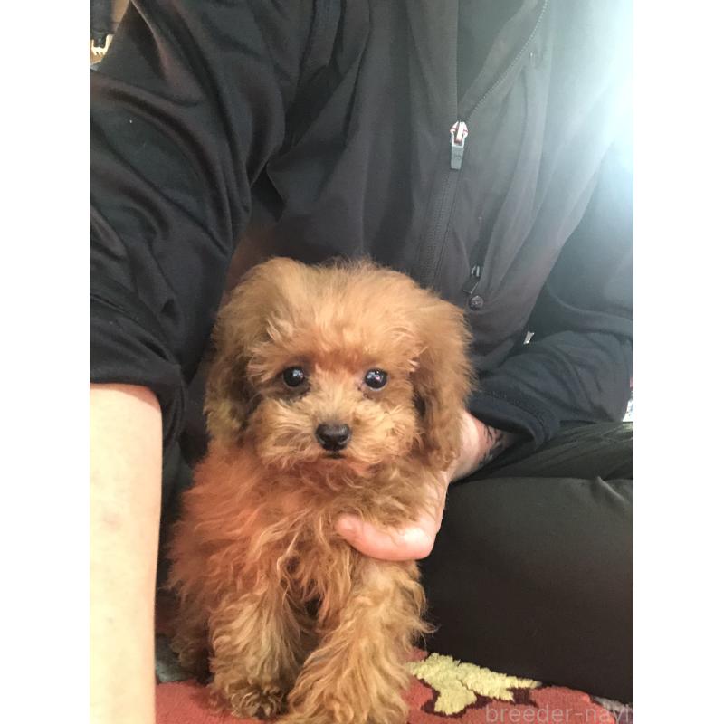 販売中の兵庫県のトイプードル-413440の9枚目