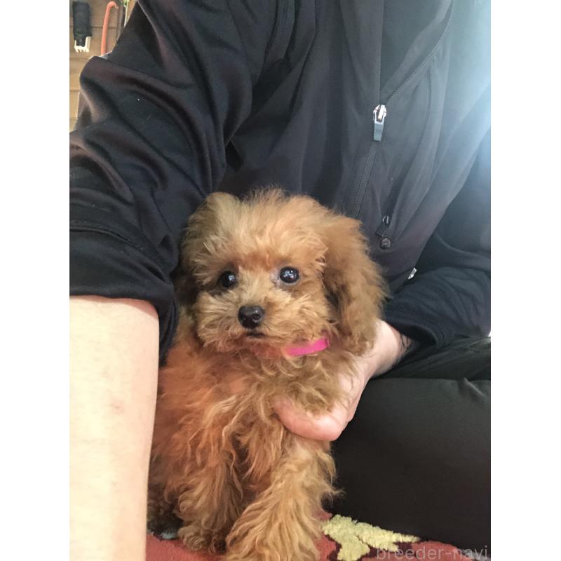 販売中の兵庫県のトイプードル-413440の8枚目